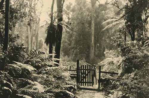 frank-denton-bush-track-kopoutaroa