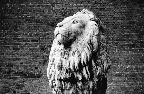 peter-peryer-lion-copenhagen